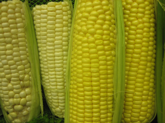 corn on the cob 1