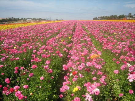 [تصویر:  flower-fields-pink-1-440x330.jpg]