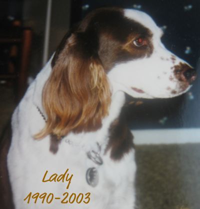 lady the springer spaniel