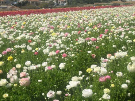 flower-fields-white-1