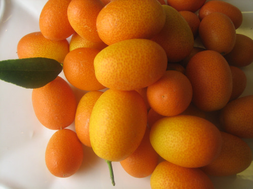 This comprises the end of my kumquat harvest.