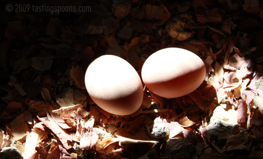 fresh eggs Warm, fresh eggs inside our grandson's chicken coop