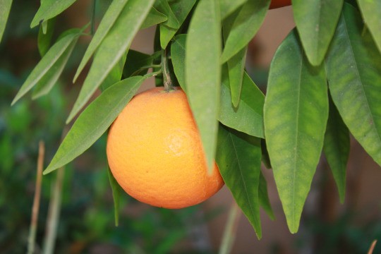 tangerine single