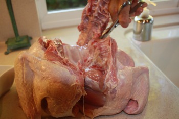 turkey clipping backbone
