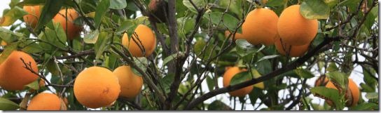 oranges in tree