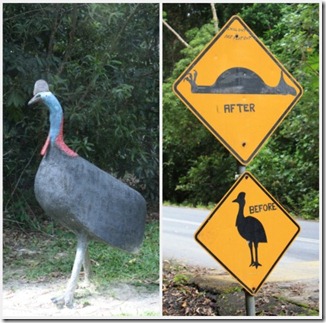 cassowary collage