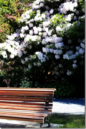 cbg bench white flowers