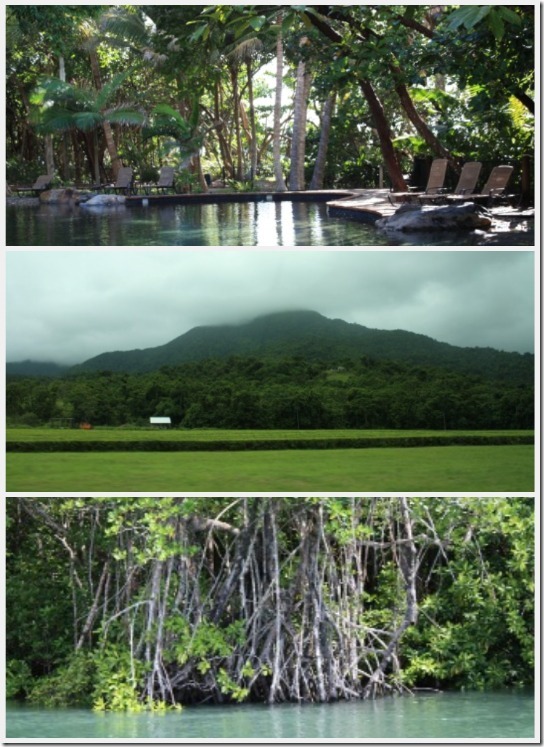daintree collage