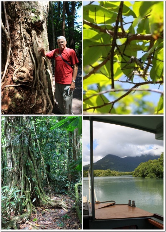 rainforest collage