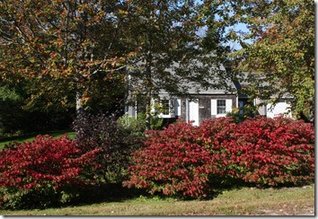 house_red_shrubs