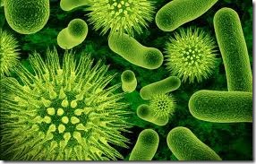 germs