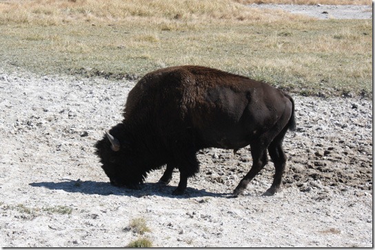 yellowstone_bison