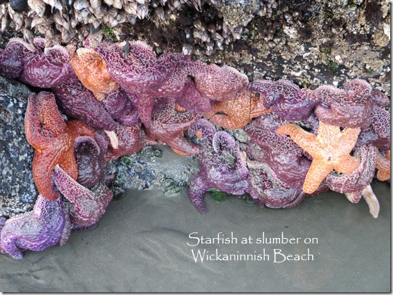 starfish_wiskaninnish_beach