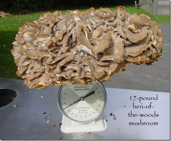 17_lb_mushroom_scale