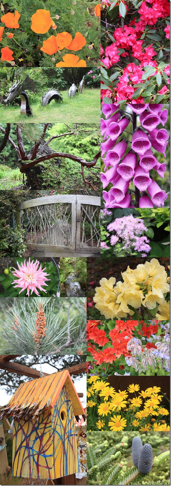 Mendocino_Coast_Botanical_Gardens_590