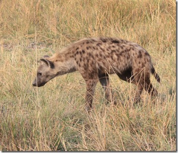 hyena1