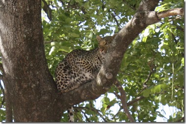 leopard_tree