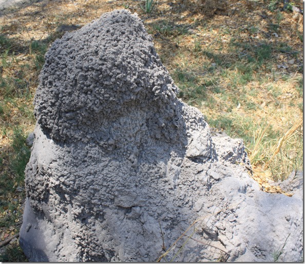termite_mound5
