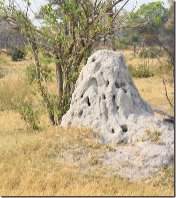 termite_mound_abandoned