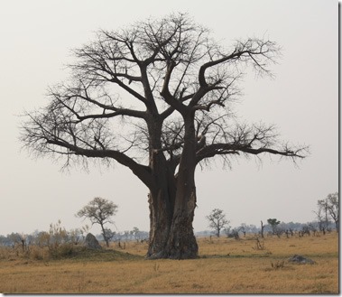 xudum_baobab_tree